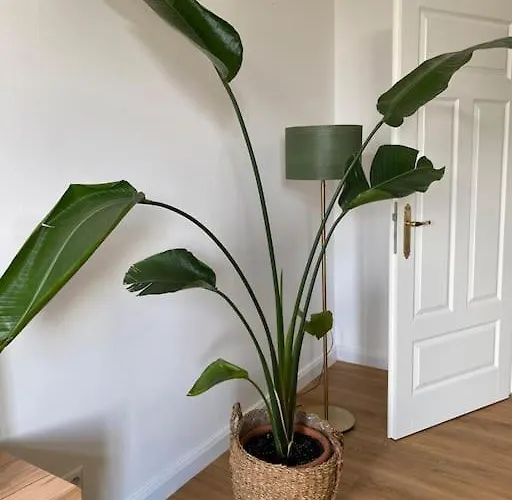 Apartamento 2-zimmer Zentral In Ferdinandshof, Wlan Modern *